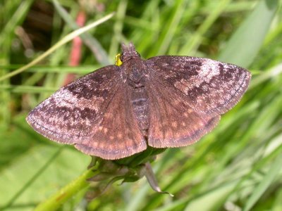 Erynnis juvenalis juvenalis - Juvenal's Duskywing skipper - view 2