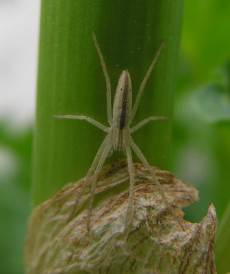 Tibellus oblongus -- Oblong Running Crab Spider