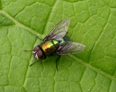 Greenbottle Blow Fly (Lucilia sp?)