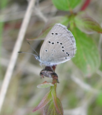 Glaucopsyche lygdamus couperi - Silvery Blue (butterfly)