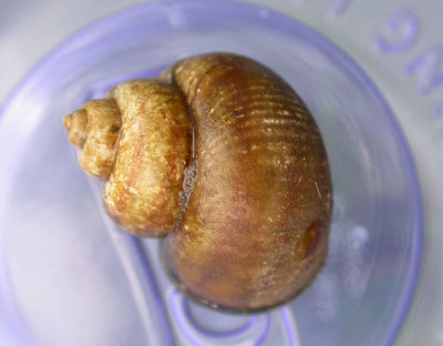 Viviparus georgianus - Banded Mystery Snail