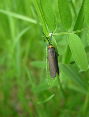 Cisseps fulvicollis - Yellow-collared Scape Moth - (Hodges 8267)