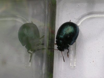 green-beetle.jpg