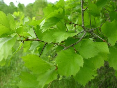 Crataegus sp. - Hawthorn