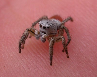 Habronattus decorus - jumping spider - view 3