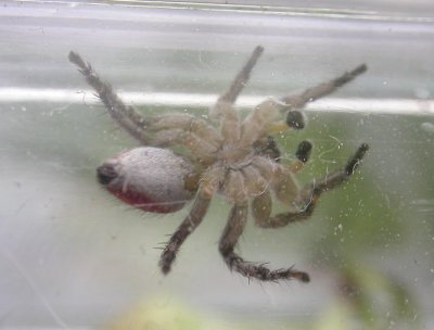 Habronattus decorus - jumping spider - view 4  - underside