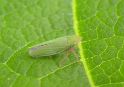 leafhopper.jpg