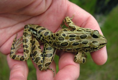 Rana pipiens - Northern Leopard Frog - view 1
