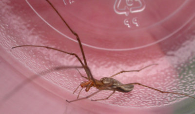 Tetragnatha sp. --Long-jawed Orbweaver - unidentified species - view 2