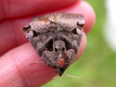 Euclidia cuspidea - Toothed Somberwing Moth  (Hodges 8731)