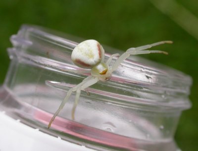 Misumena vatia - Flower Crab Spiders