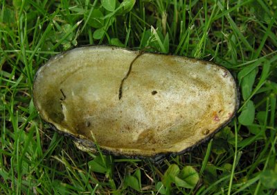 mussel-1.jpg