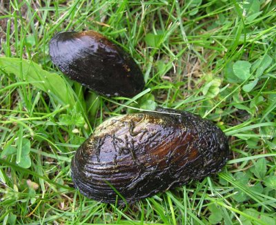 Strophitus undulatus (top)  and Lampsilis radiata (bottom)