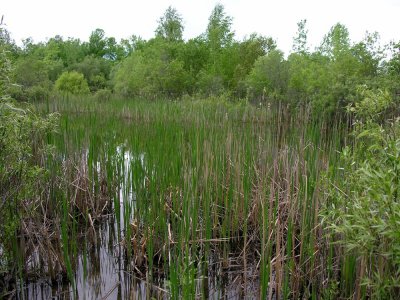small-marsh.jpg