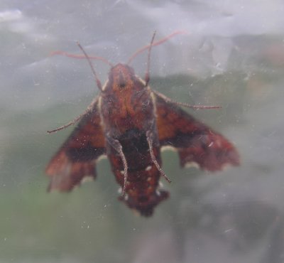 Amphion floridensis - Nessus Sphinx moth (Hodges 7873) - underside
