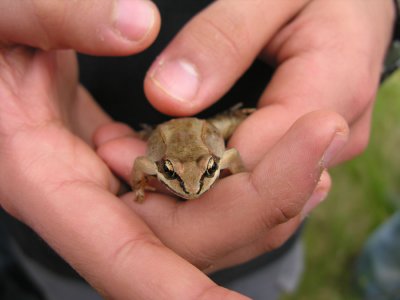 Rana sylvatica - Wood Frog - view 2