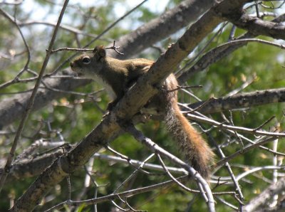 Tamiasciurus hudsonicus - Red Squirrel - scolding