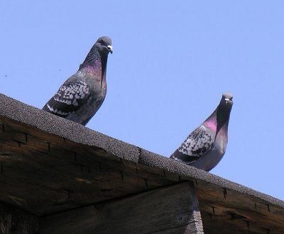 Rock Dove (Domestic Pigeon)