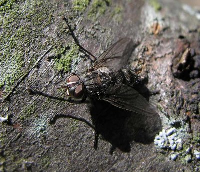 unidentifed fly on wild cherry tree