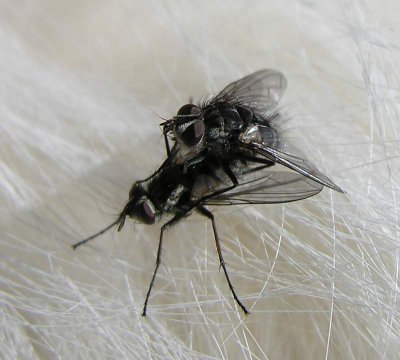 Unsorted Diptera