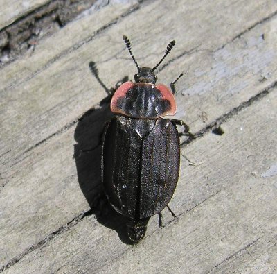 Oiceoptoma noveboracense (?) - Carrion beetle