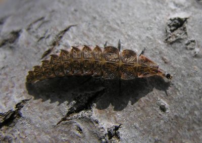 Firefly larva on poplar tree