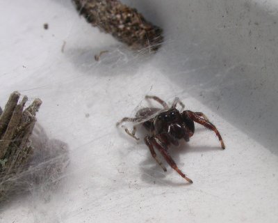 Eris militaris - Bronze Jumping Spider - male at entrance to refuge