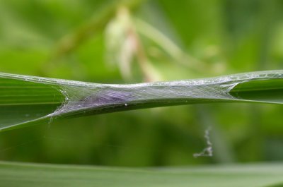 Hypsosinga pygmaea - refuge inside blade of grass
