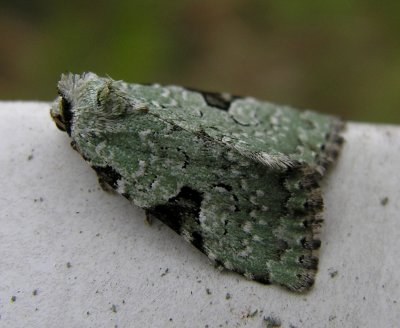 Leuconycta diphteroides moth