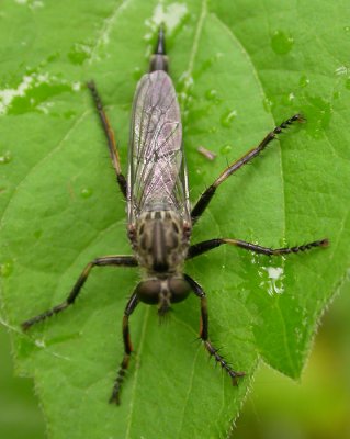 Machimus sp.  - robber fly - view 2
