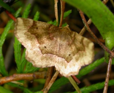 Metarranthis indeclinata - 6825 -- Pale Metarranthis Moth