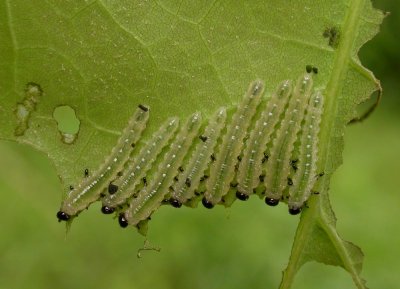 sawfly larvae on Red Oak leaf