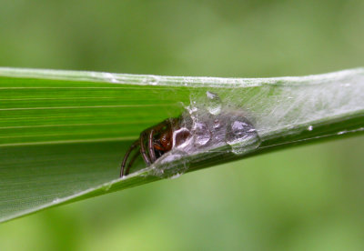 Hypsosinga pygmaea in refuge - view 1