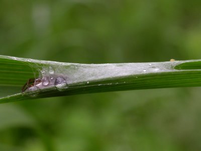 Hypsosinga pygmaea in refuge - view 2