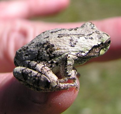 Hyla versicolor - Gray Treefrog - view 2