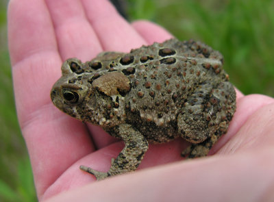 Bufo americanus - American toad - view 1