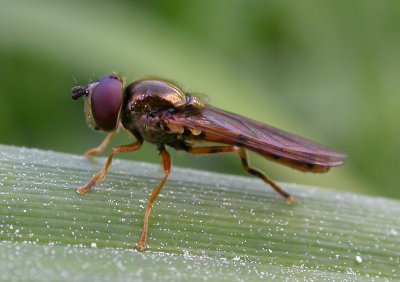 gold fly - not ID'd - view 1