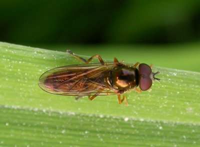 gold fly - not ID'd - view 2