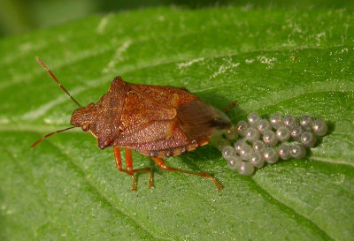 Spiny Stink Bug laying eggs - view 1