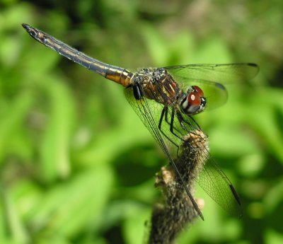 Blue Dasher - Pachydiplax longipennis - male
