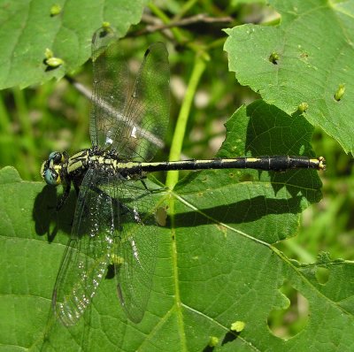 Arigomphus furcifer - Lilypad Clubtail - male