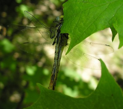 Arigomphus furcifer - Lilypad Clubtails - pair