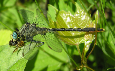 Arigomphus furcifer - Lilypad Clubtail - male with prey