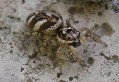 Salticus scenicus - female