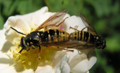 Temnostoma alternans - mating pair - possible ID - view 1