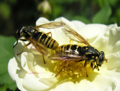 Temnostoma alternans - mating pair - possible ID - view 2