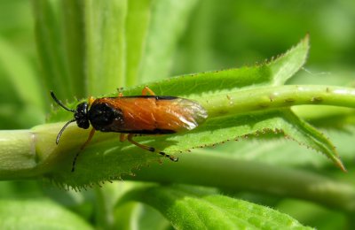 Arge ochropa - Arge ochropus - Rose Sawfly ovipositing - view 2