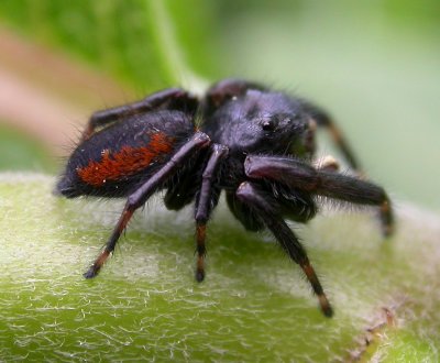 Phidippus clarus - Brilliant Jumper - male - view 2