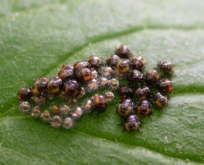 Predaceous Stink Bug eggs and nymphs