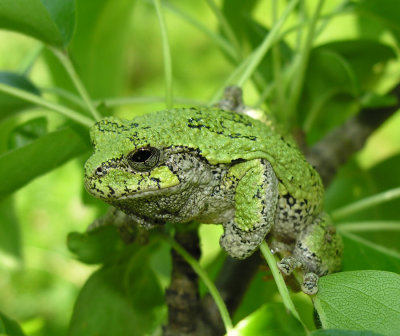 Hyla versicolor - Gray Treefrog